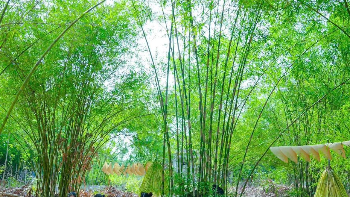 Ảnh: Nguyễn Phan Dũng Nhân