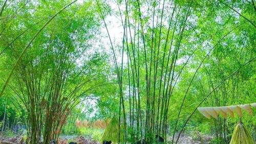 Ảnh: Nguyễn Phan Dũng Nhân