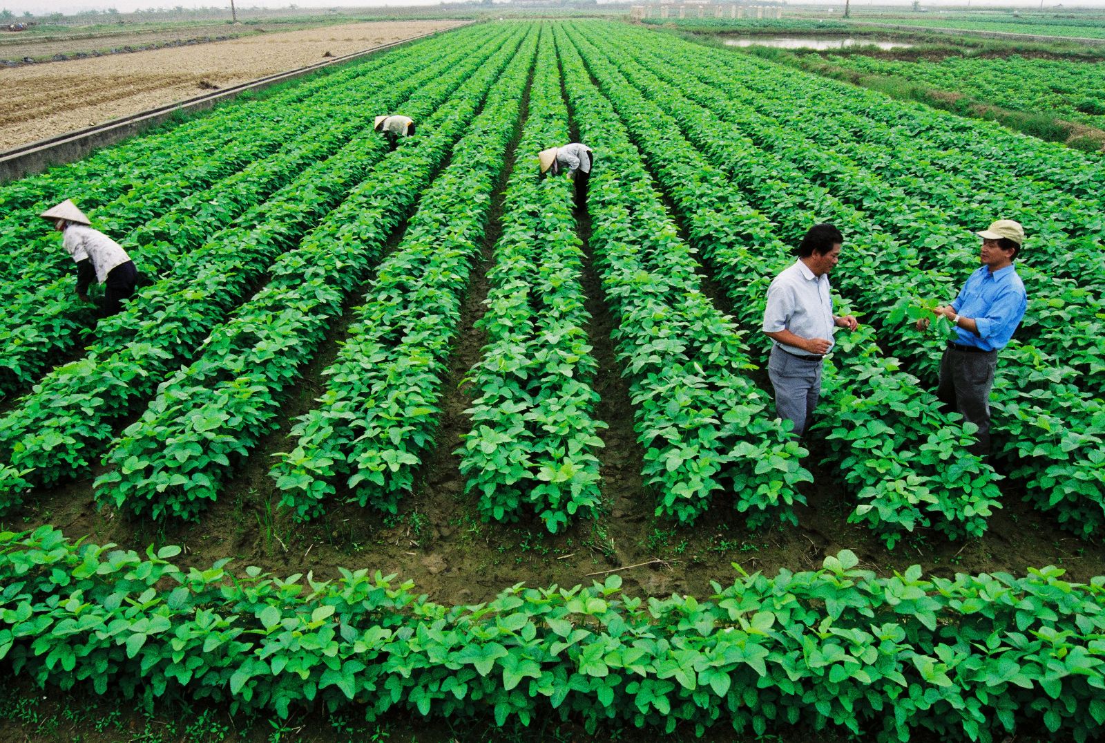Hợp tác xã nông nghiệp được miễn, giảm tiền thuê đất
