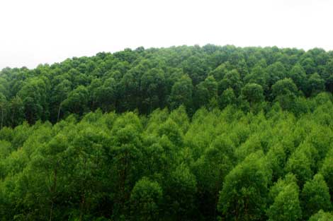 Khai thác rừng trồng: Khám phá đức tính quan trọng của rừng trồng, để tối ưu hóa thu nhập và bảo vệ môi trường. Trồng cây không chỉ giúp tăng năng suất gỗ, mà còn đem lại lợi ích kinh tế bền vững và hỗ trợ cho cộng đồng địa phương.