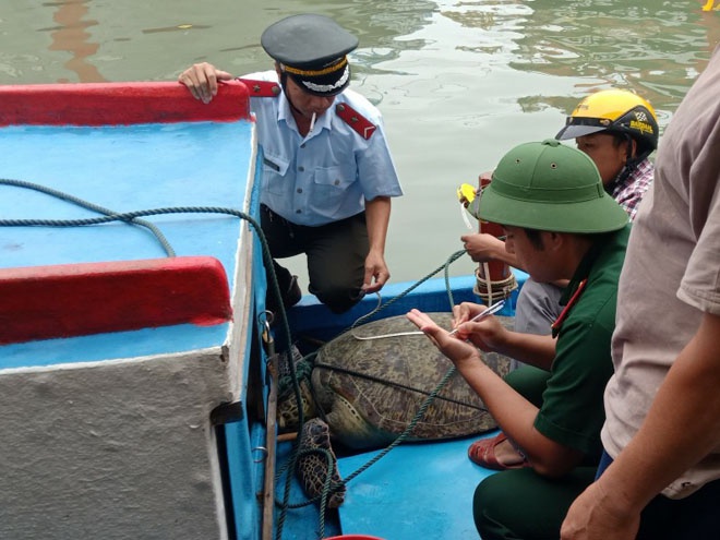 Bình Định: Rùa biển nặng 120 kg thuộc nhóm 'đang bị đe dọa' được thả về biển - ảnh 1