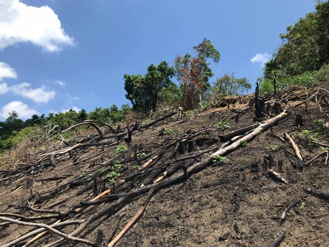 UBND tỉnh Bình Định chỉ đạo công an điều tra vụ phá rừng Thượng Sơn - ảnh 1