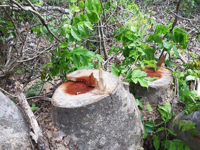 UBND tỉnh Bình Định chỉ đạo công an điều tra vụ phá rừng Thượng Sơn - ảnh 2