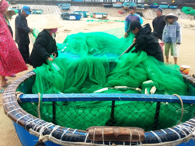 Bình Định: Ngư dân trúng đậm tôm hùm giống - ảnh 1