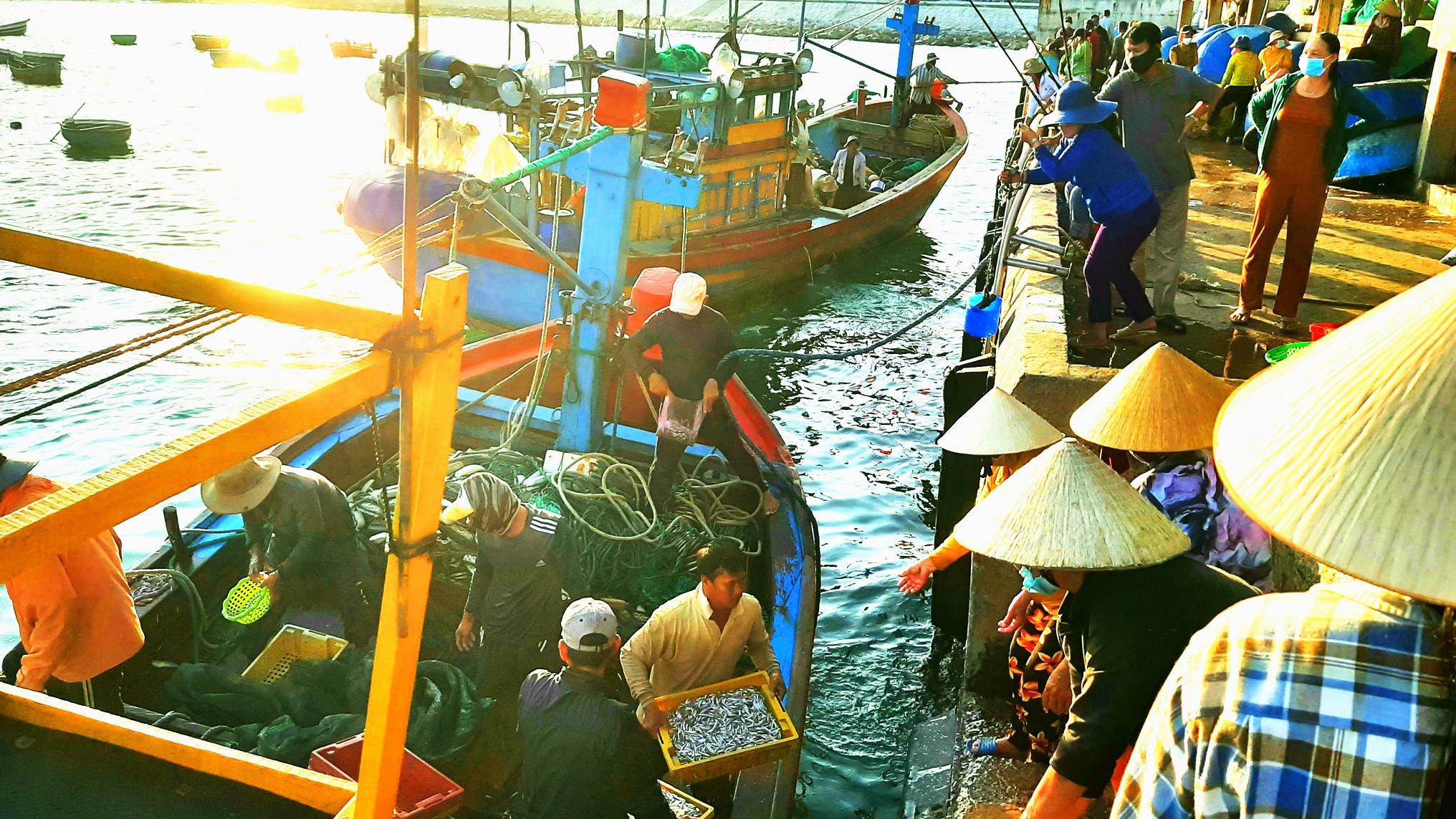 Bình Định: Một buổi đánh bắt gần bờ, thu từ 200 kg đến 1 tấn cá, ruốc - ảnh 5