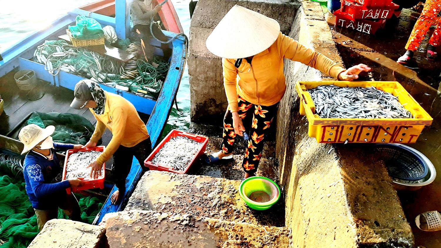 Bình Định: Một buổi đánh bắt gần bờ, thu từ 200 kg đến 1 tấn cá, ruốc - ảnh 4