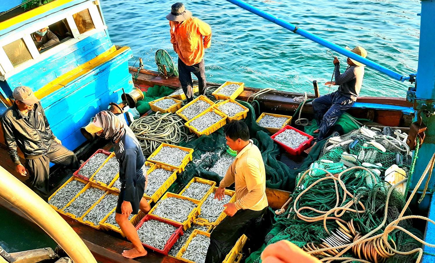 Bình Định: Một buổi đánh bắt gần bờ, thu từ 200 kg đến 1 tấn cá, ruốc - ảnh 1