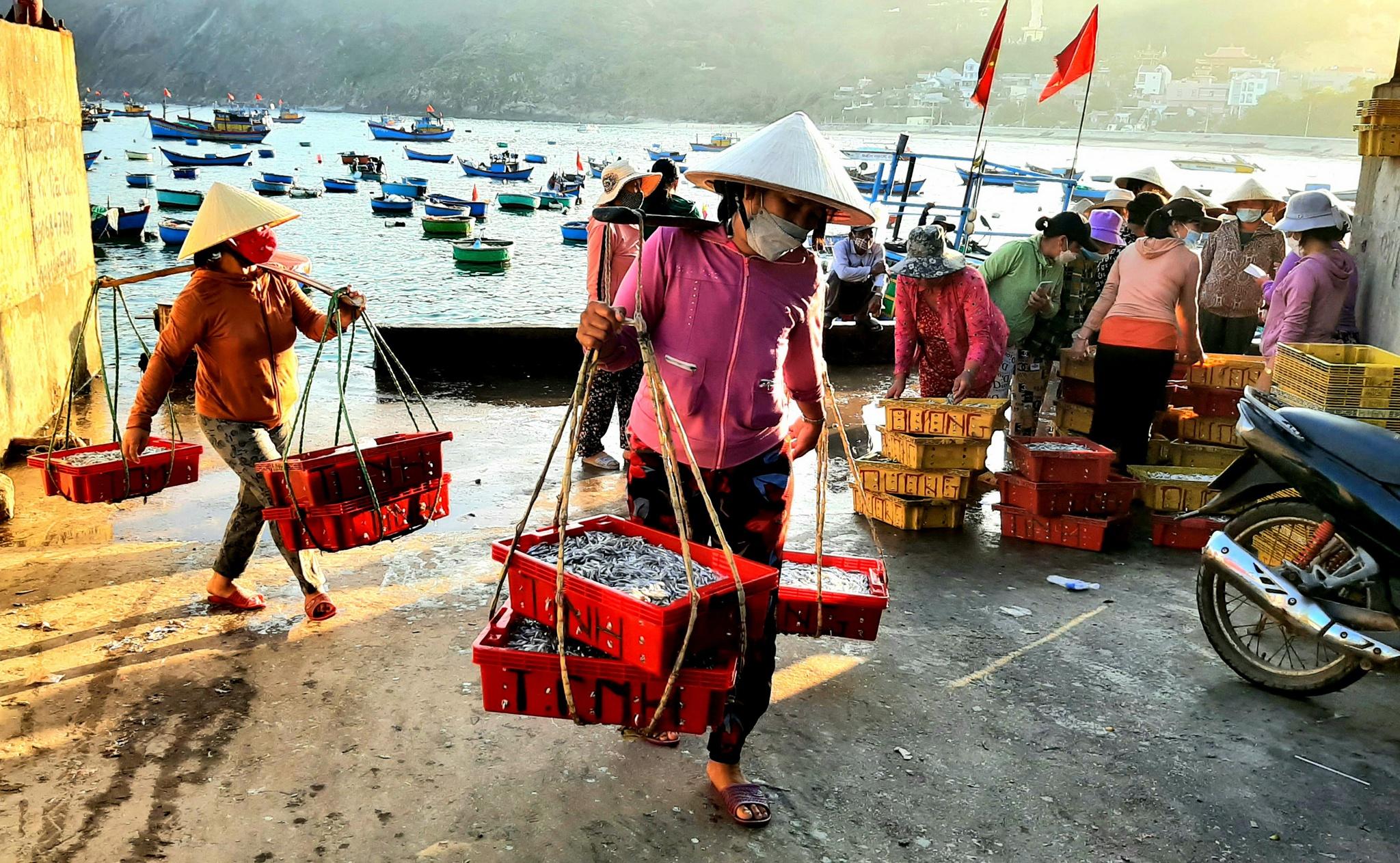 Bình Định: Một buổi đánh bắt gần bờ, thu từ 200 kg đến 1 tấn cá, ruốc - ảnh 6