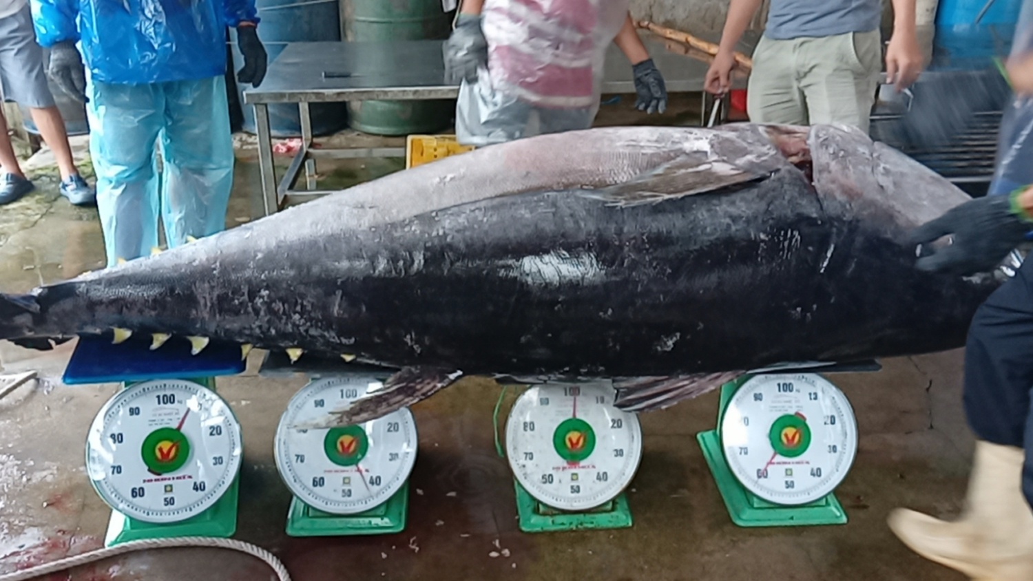 Bình Định: Ngư dân câu được cá ngừ đại dương dài hơn 2m, nặng 210 kg  - ảnh 1