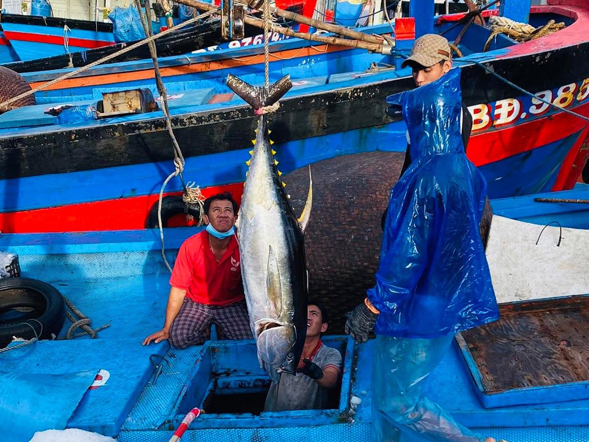 Bình Định: Ngư dân câu được cá ngừ đại dương dài hơn 2m, nặng 210 kg  - ảnh 2