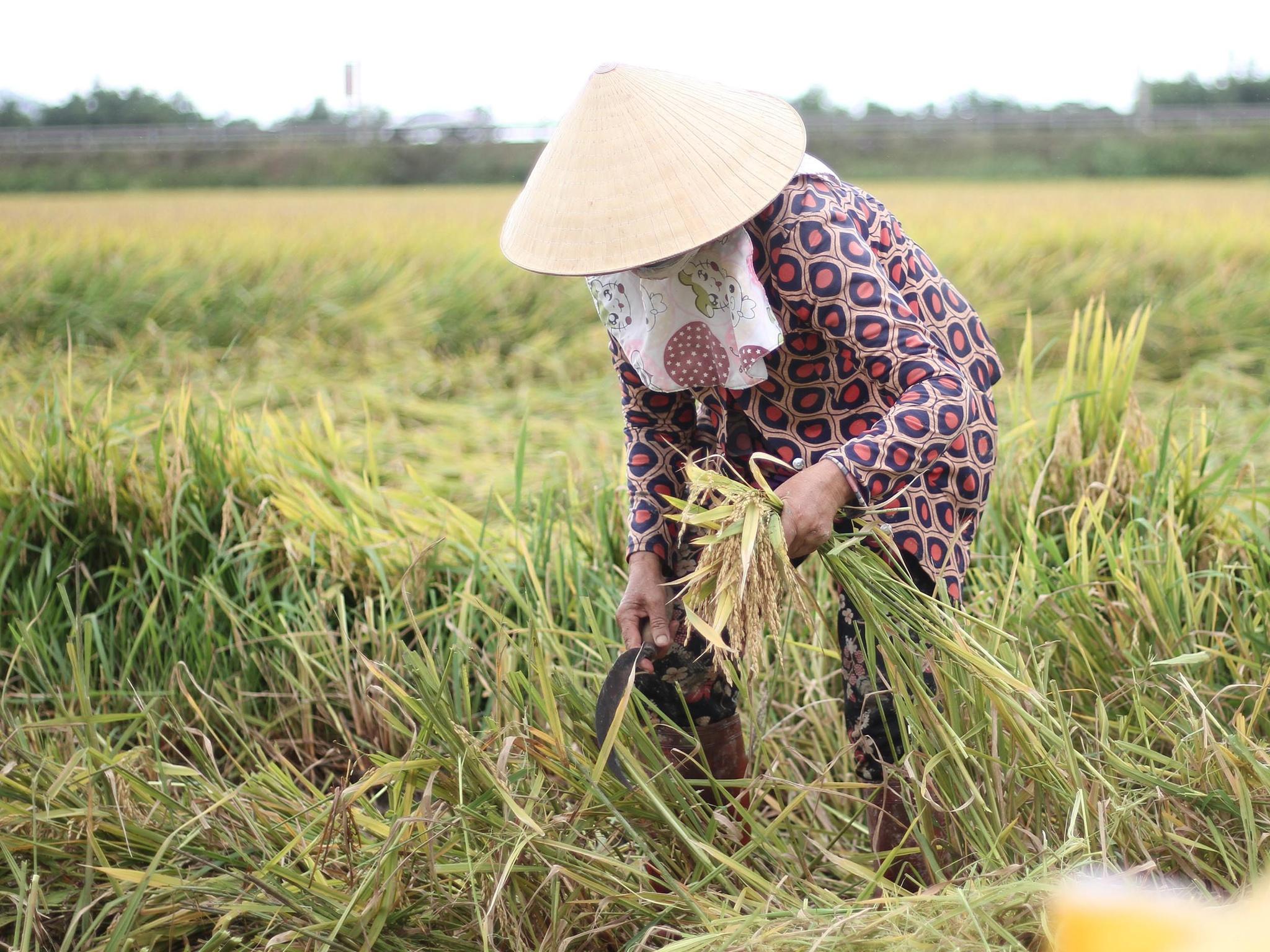 Mưa lũ bất thường ở Bình Định: Trong 10 ngày phải giúp dân gặt hết 11.000 ha lúa  - ảnh 3