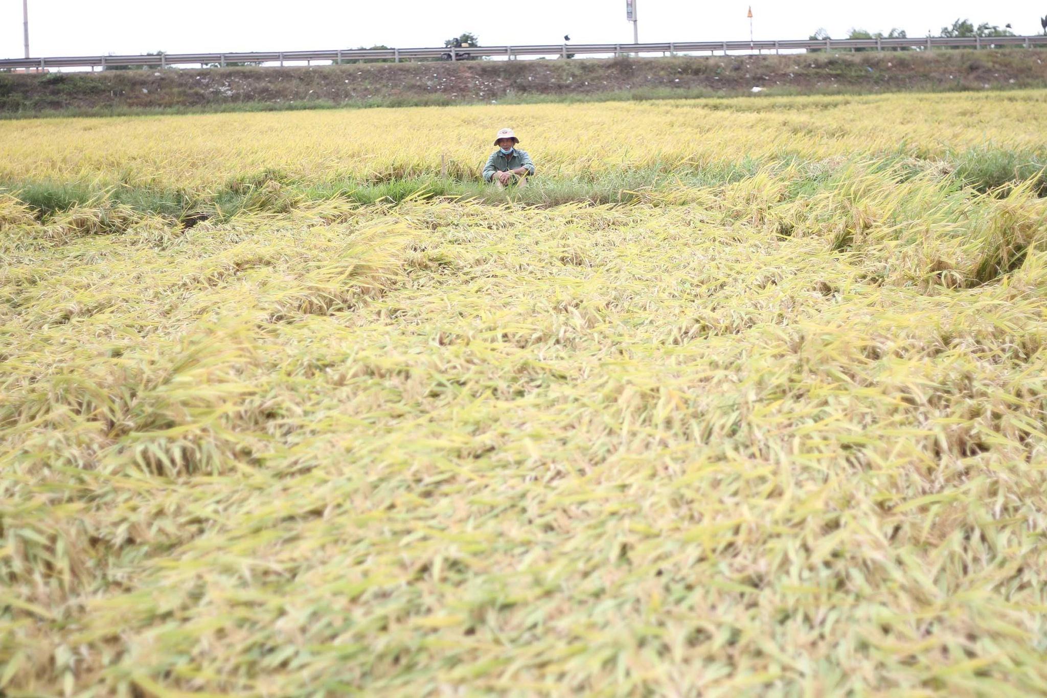 Mưa lũ bất thường ở Bình Định: Trong 10 ngày phải giúp dân gặt hết 11.000 ha lúa  - ảnh 2