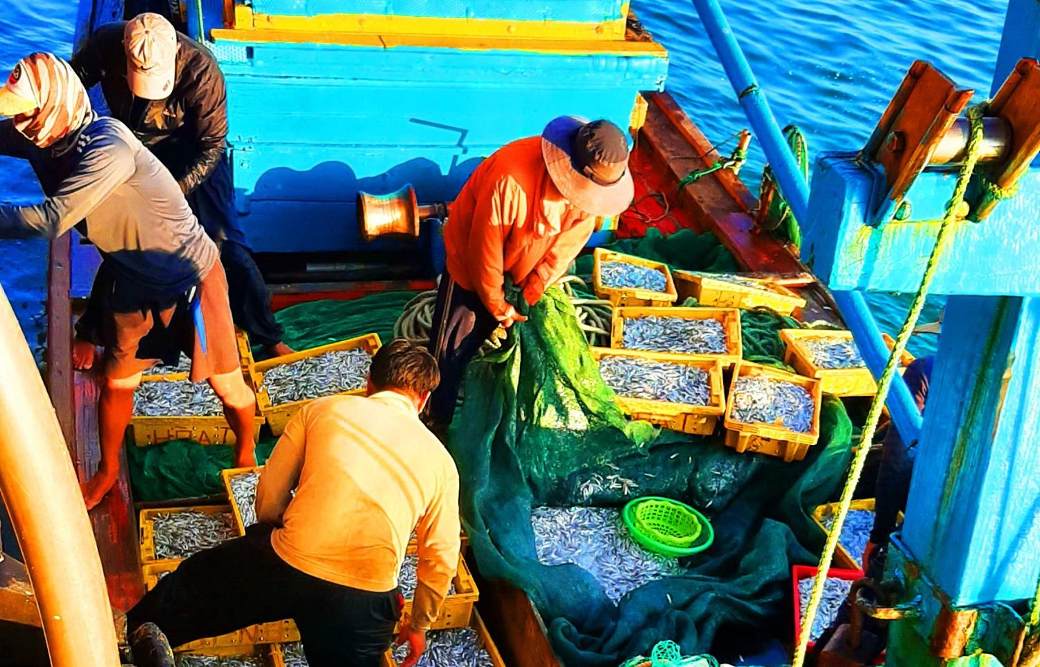 Bình Định: Một buổi đánh bắt gần bờ, thu từ 200 kg đến 1 tấn cá, ruốc - ảnh 3