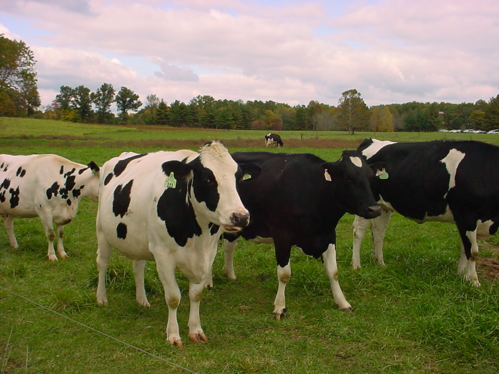 Đầu tư 53 tỉ đồng xây dựng trang trại chăn nuôi bò sữa tại Hoài Nhơn