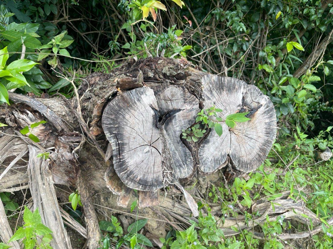 Bình Định: Điều tra vụ 'khai thác nhầm' hơn 2,7 ha rừng phòng hộ  - ảnh 1