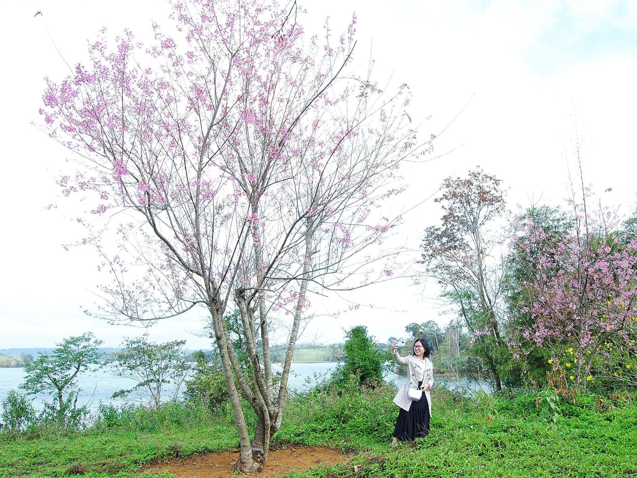 Ngắm hoa đào tại 'Đà Lạt ở Bình Định'  - ảnh 4