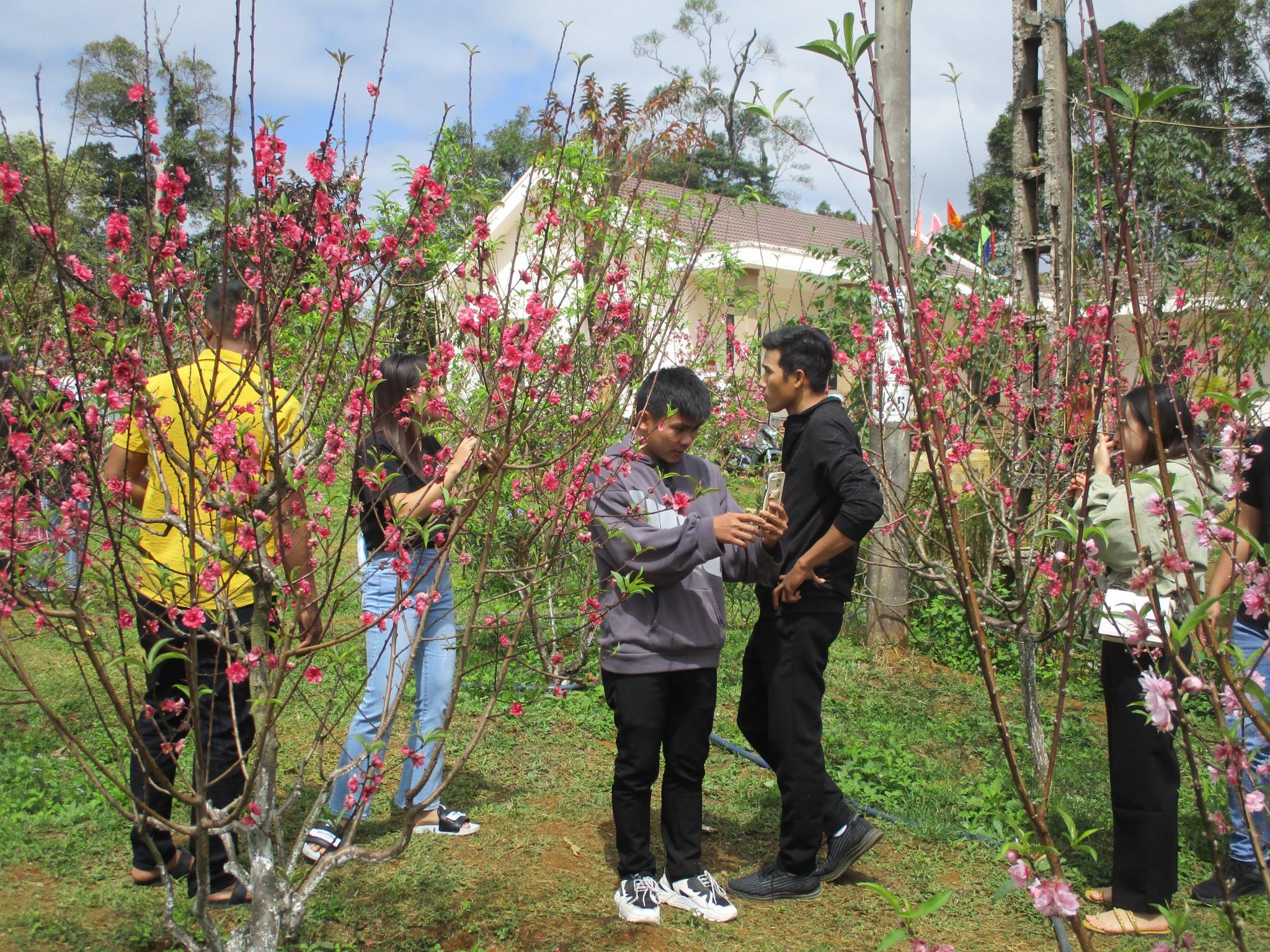 Ngắm hoa đào tại 'Đà Lạt ở Bình Định'  - ảnh 2