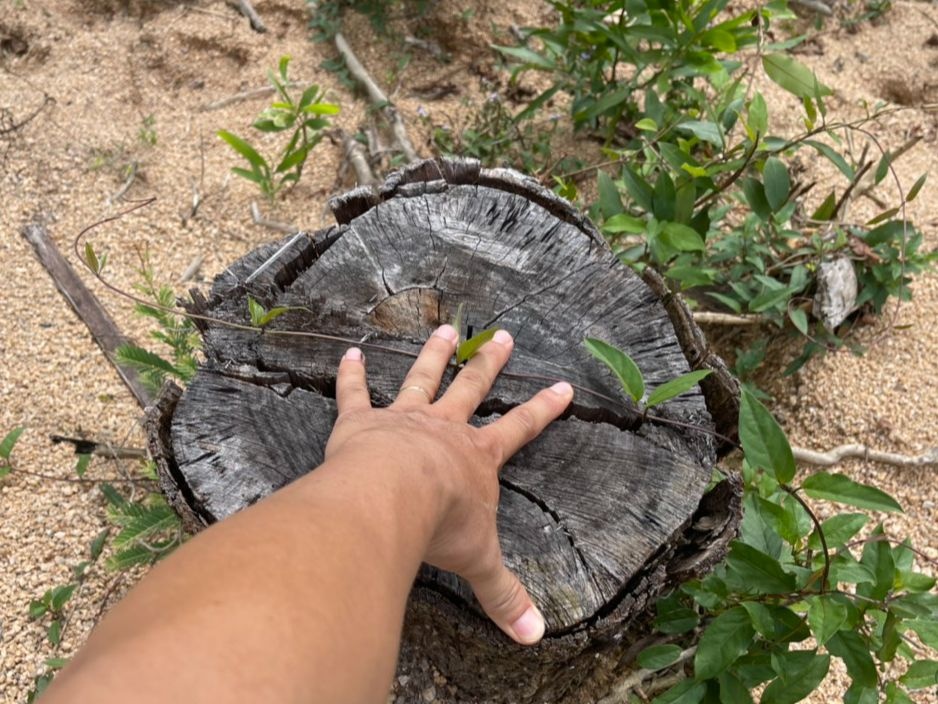 Bình Định: Điều tra vụ 'khai thác nhầm' hơn 2,7 ha rừng phòng hộ  - ảnh 2