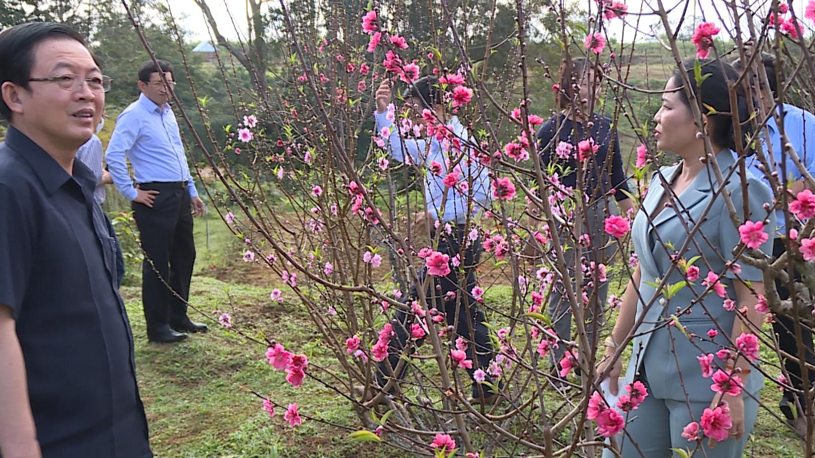 Ngắm hoa đào tại 'Đà Lạt ở Bình Định'  - ảnh 1