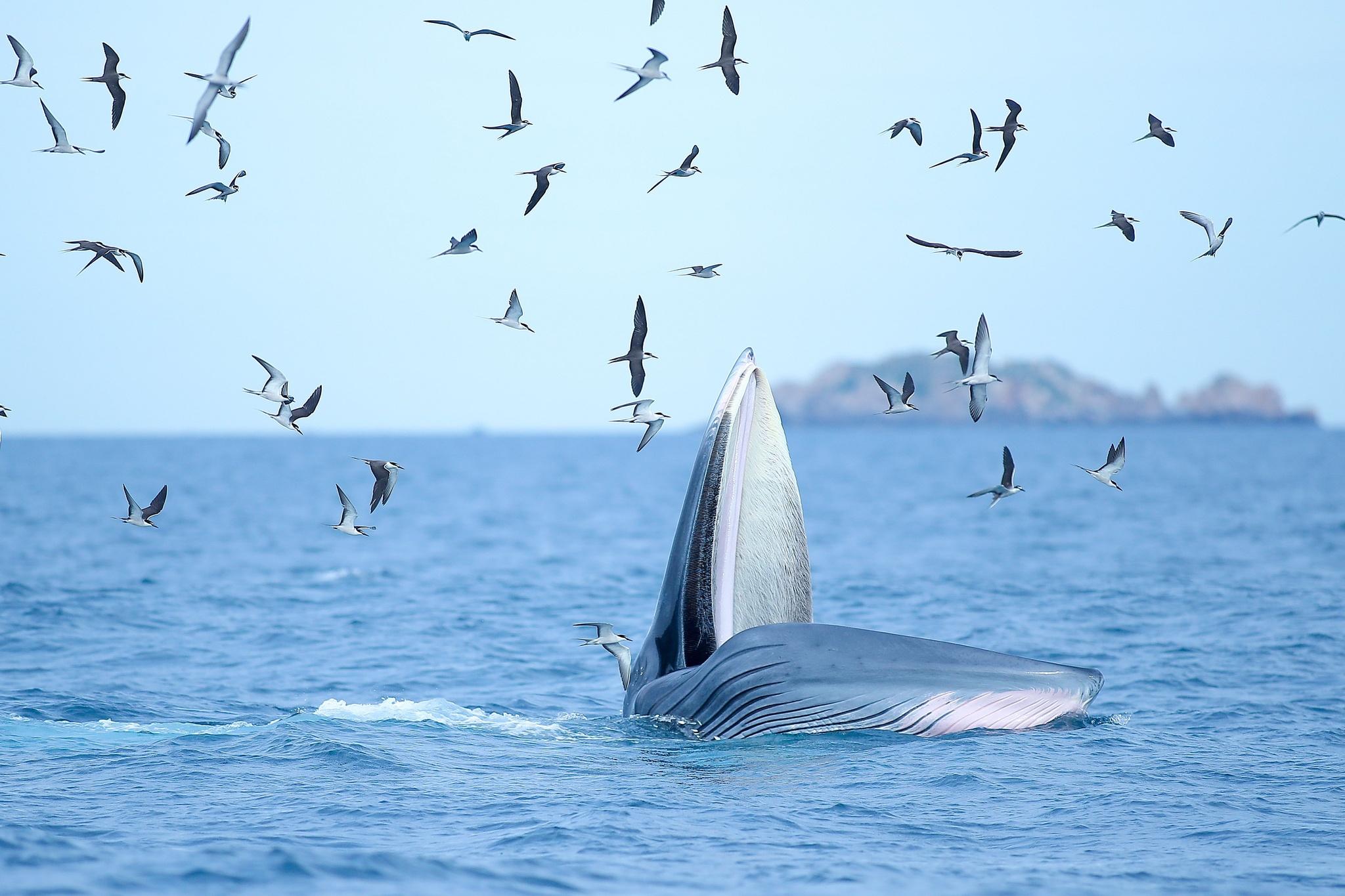 Các nhà khoa học đến Bình Định khảo sát cá voi ở biển Đề Gi - ảnh 1