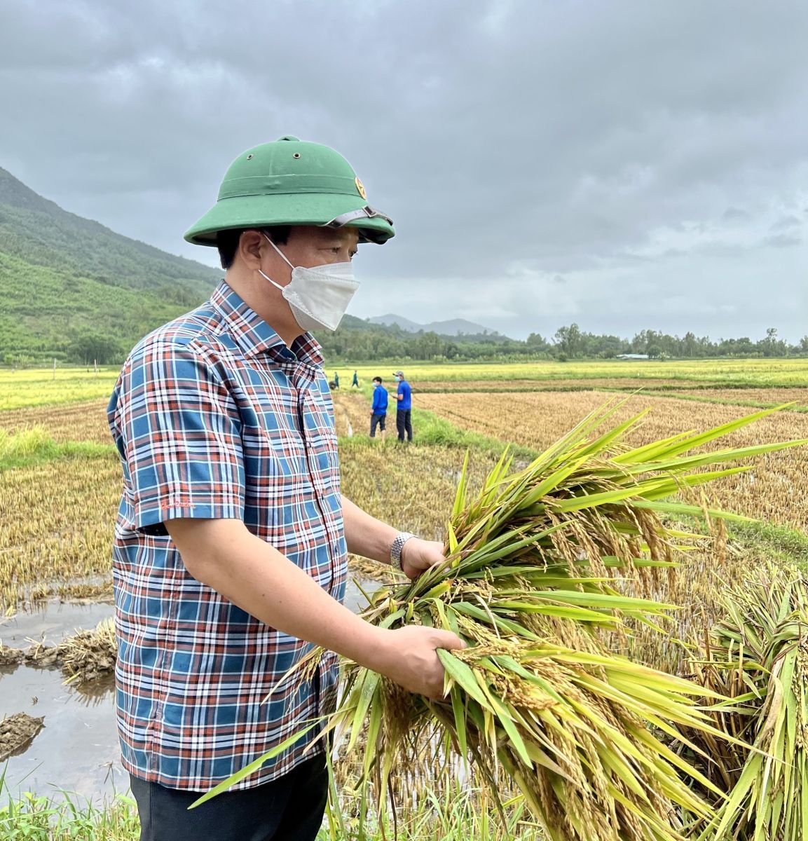 Bình Định: Tập trung giúp nông dân thu hoạch lúa vụ Đông Xuân bị ...
